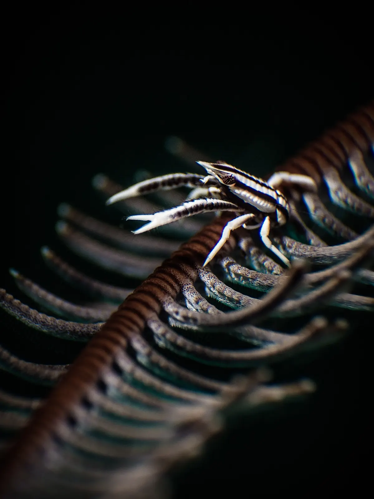Small shrimp hiding among feather star arms in Dauin