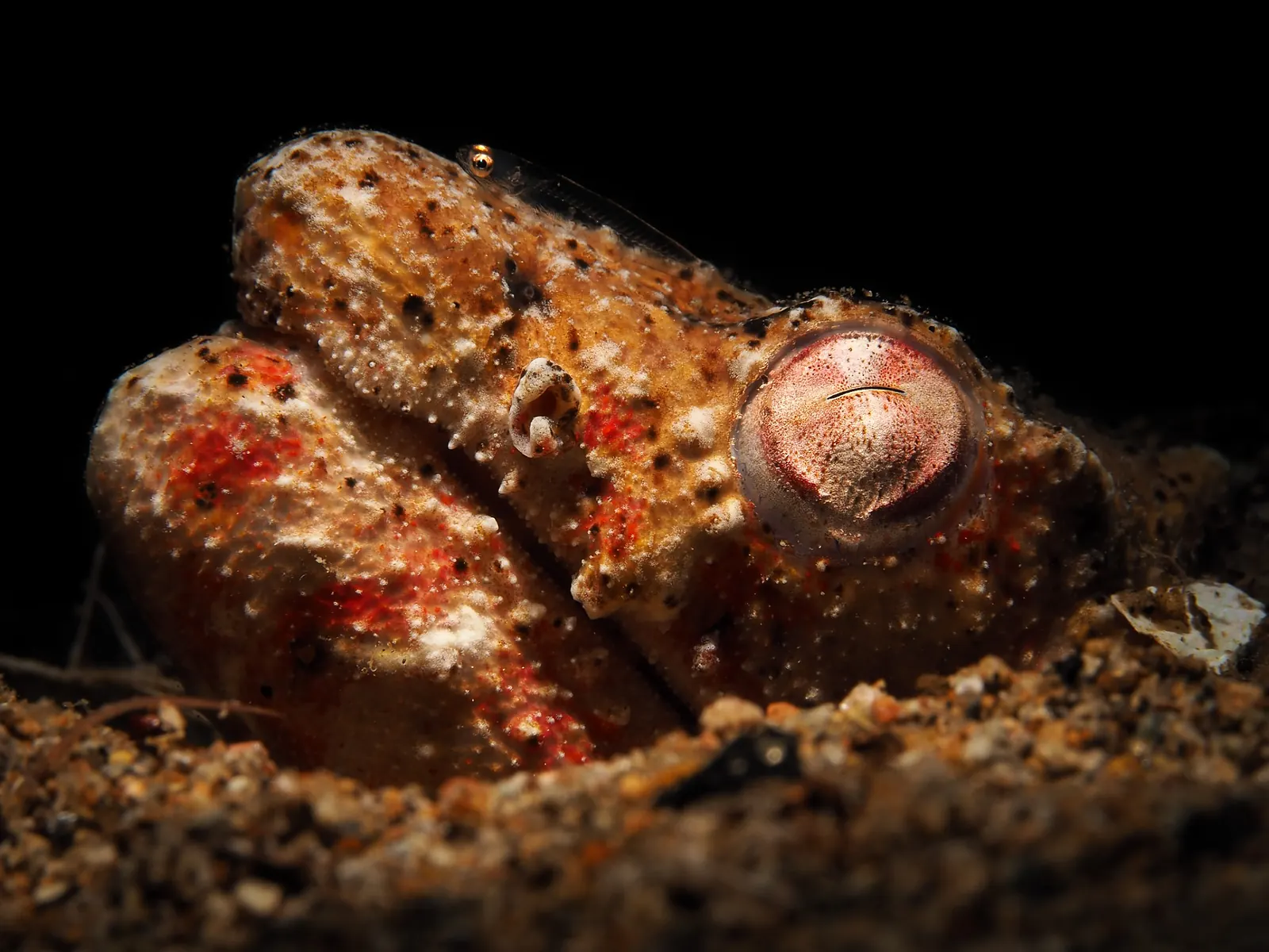 Snake eel emerging from the sand on a Dauin dive