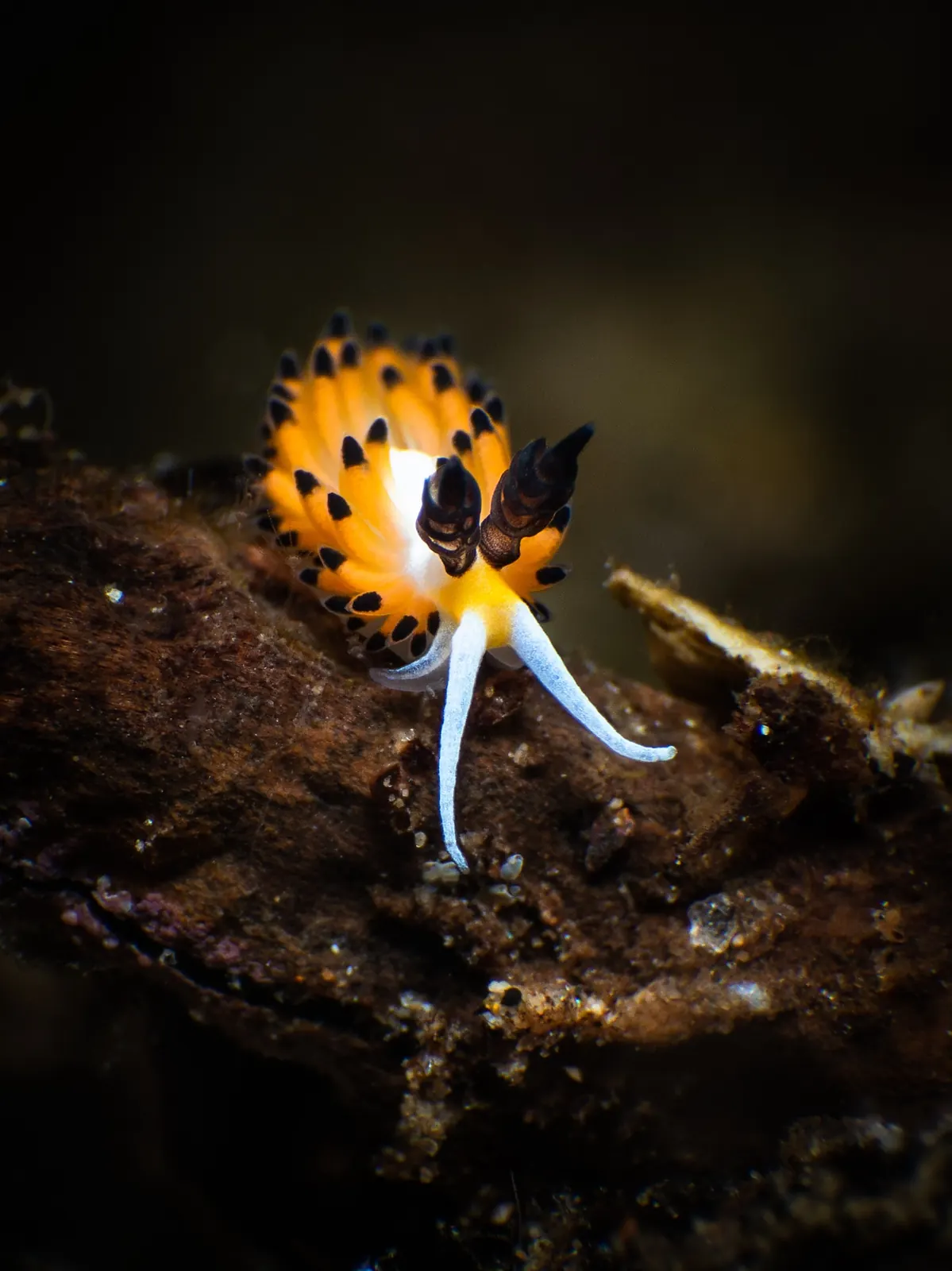 Orange and black nudibranch on the seabed in Dauin