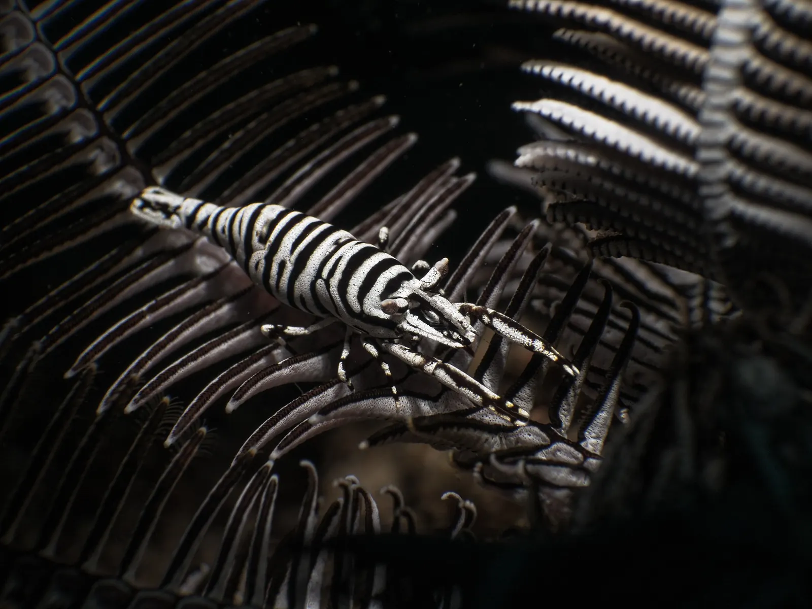 Small shrimp camouflaged among the arms of a feather star in Dauin