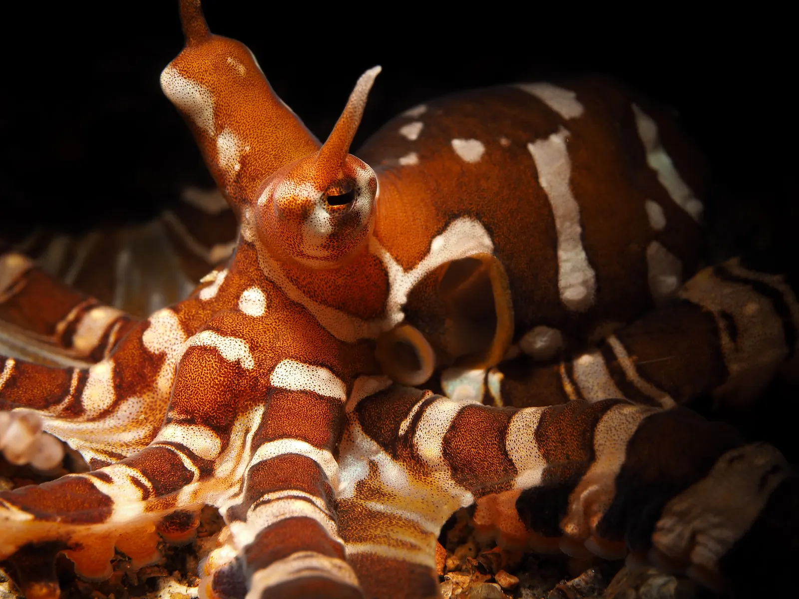 Wonderpus octopus showing its striped arms on the seabed in Dauin