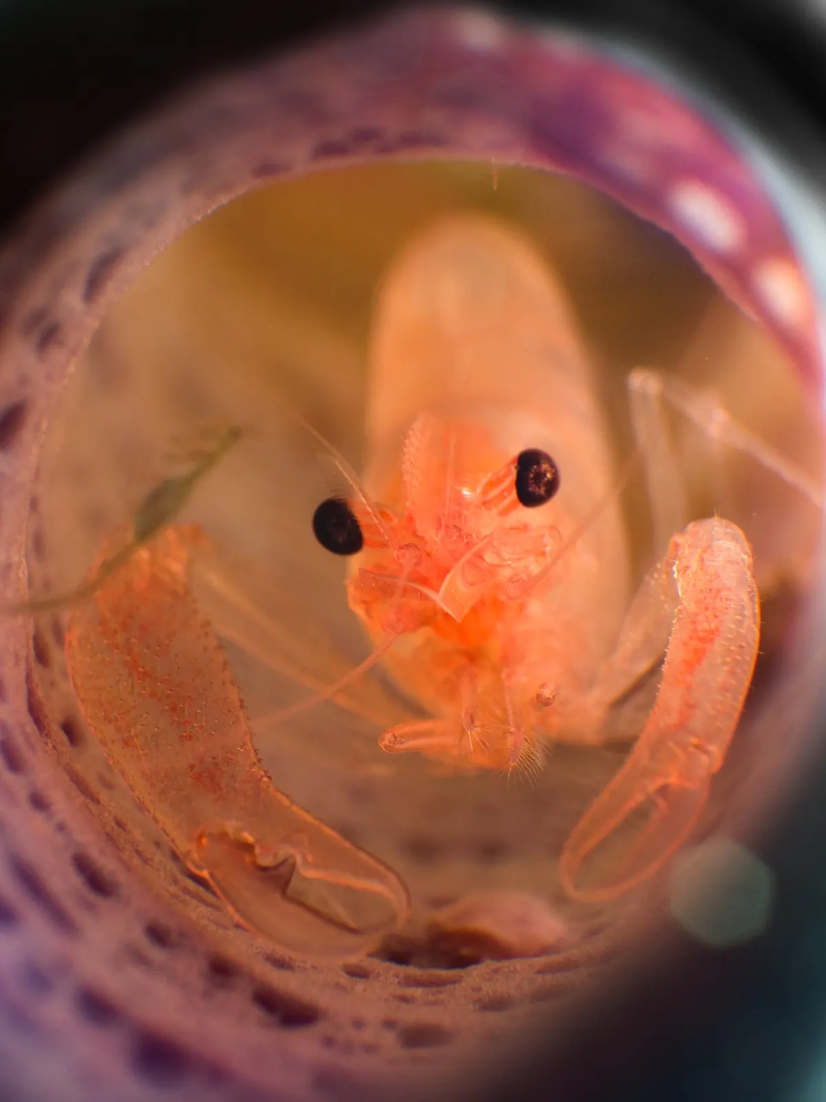 Tiny orange fish sheltering inside a tube sponge in Dauin
