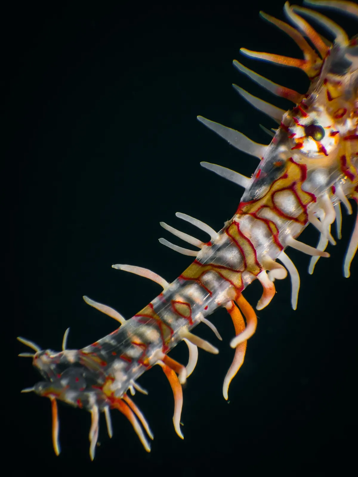 Ornate ghost pipefish photographed against a black background in Dauin