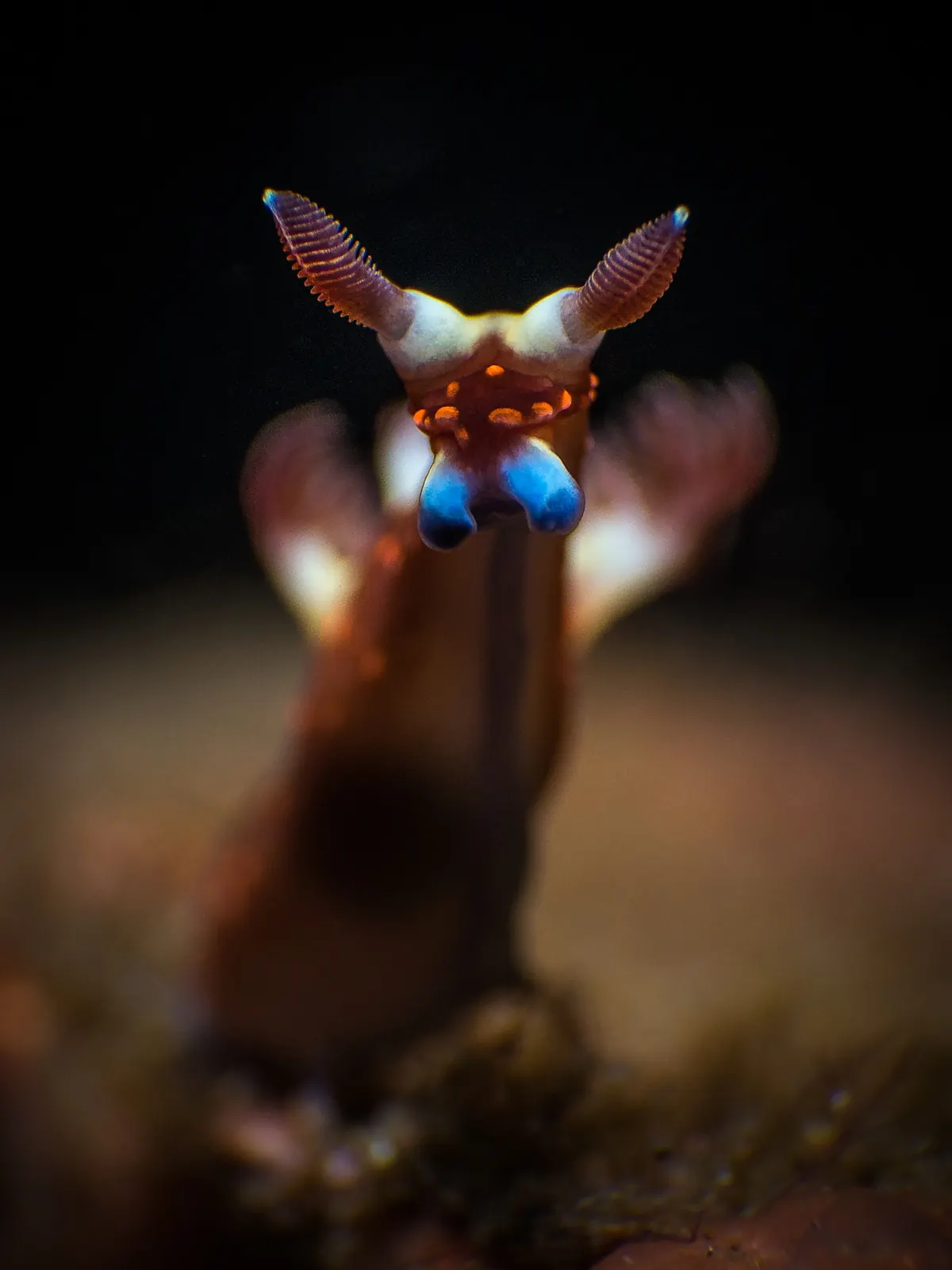 Face of a small nudibranch photographed against a dark background in Dauin
