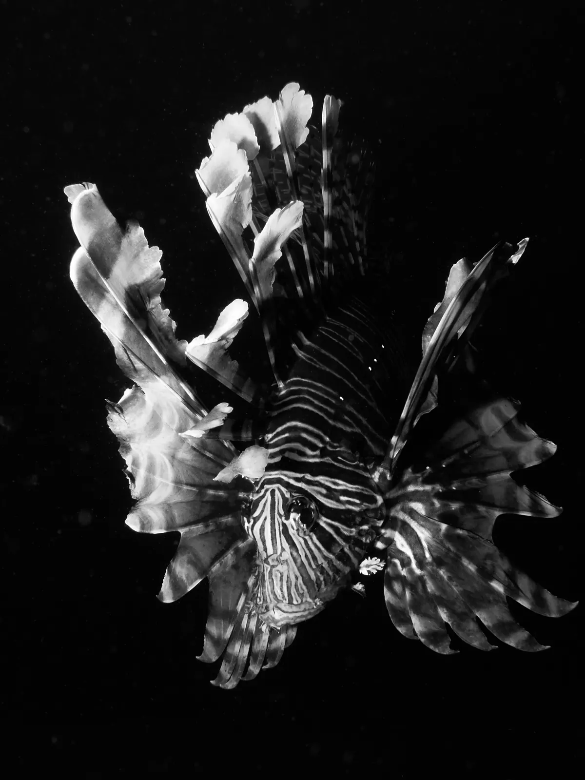 Black and white portrait of a lionfish with spread fins in Dauin