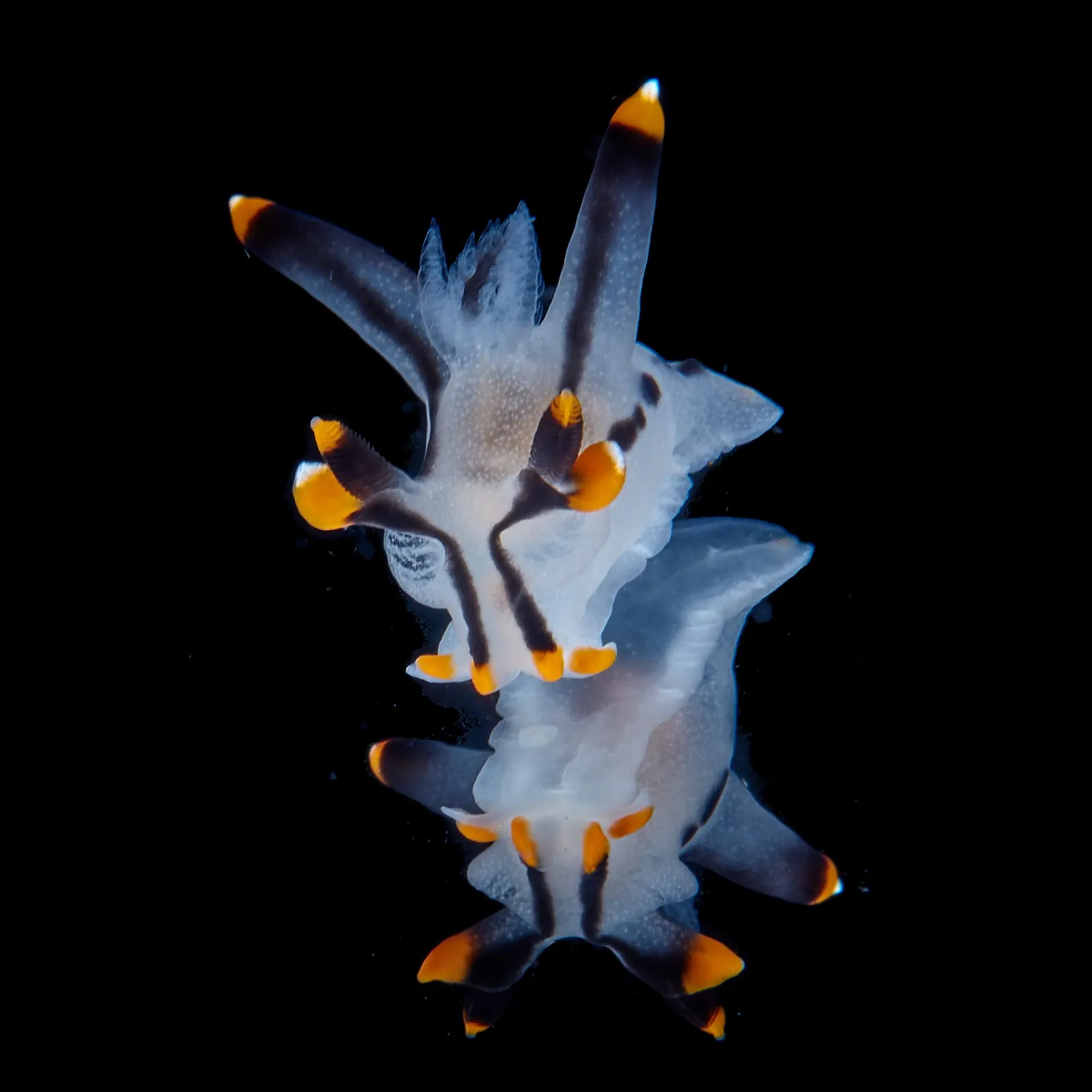 Black, white and orange nudibranch photographed in Dauin