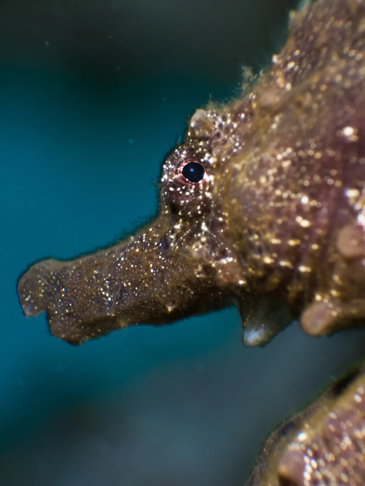 Side profile of a seahorse underwater in Dauin