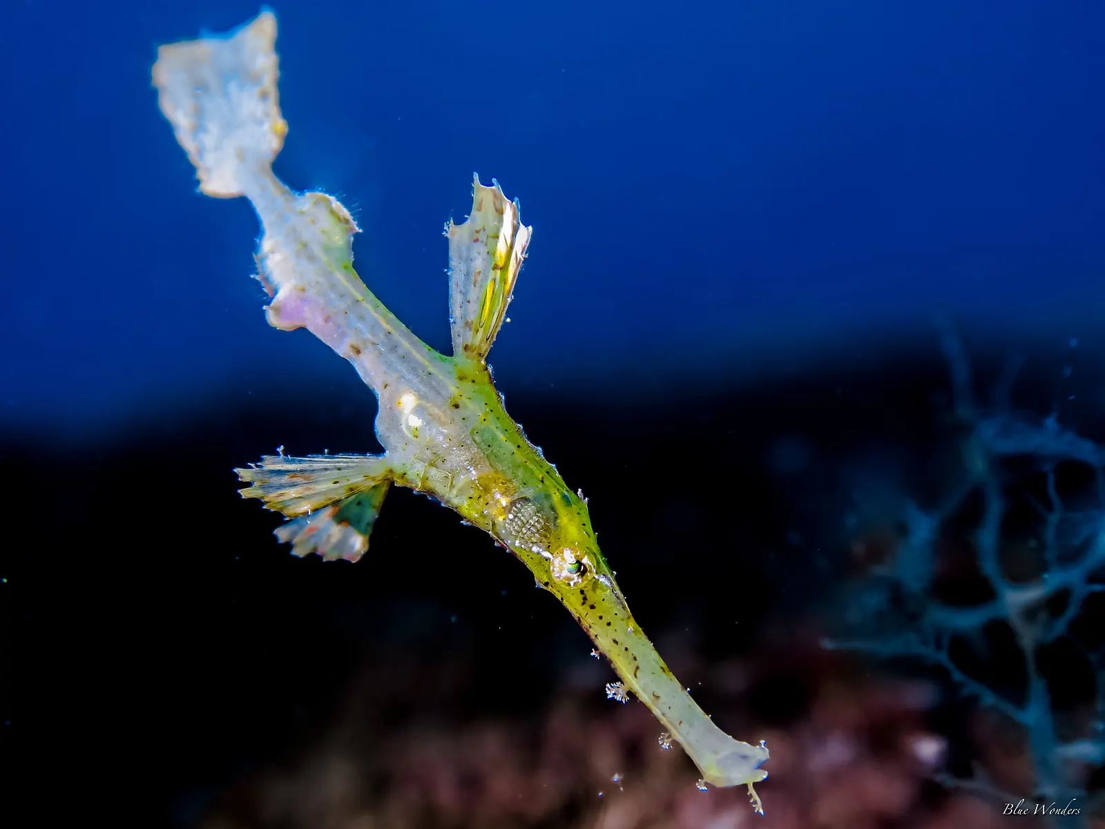 Green ghost pipefish hovering underwater in the Philippines