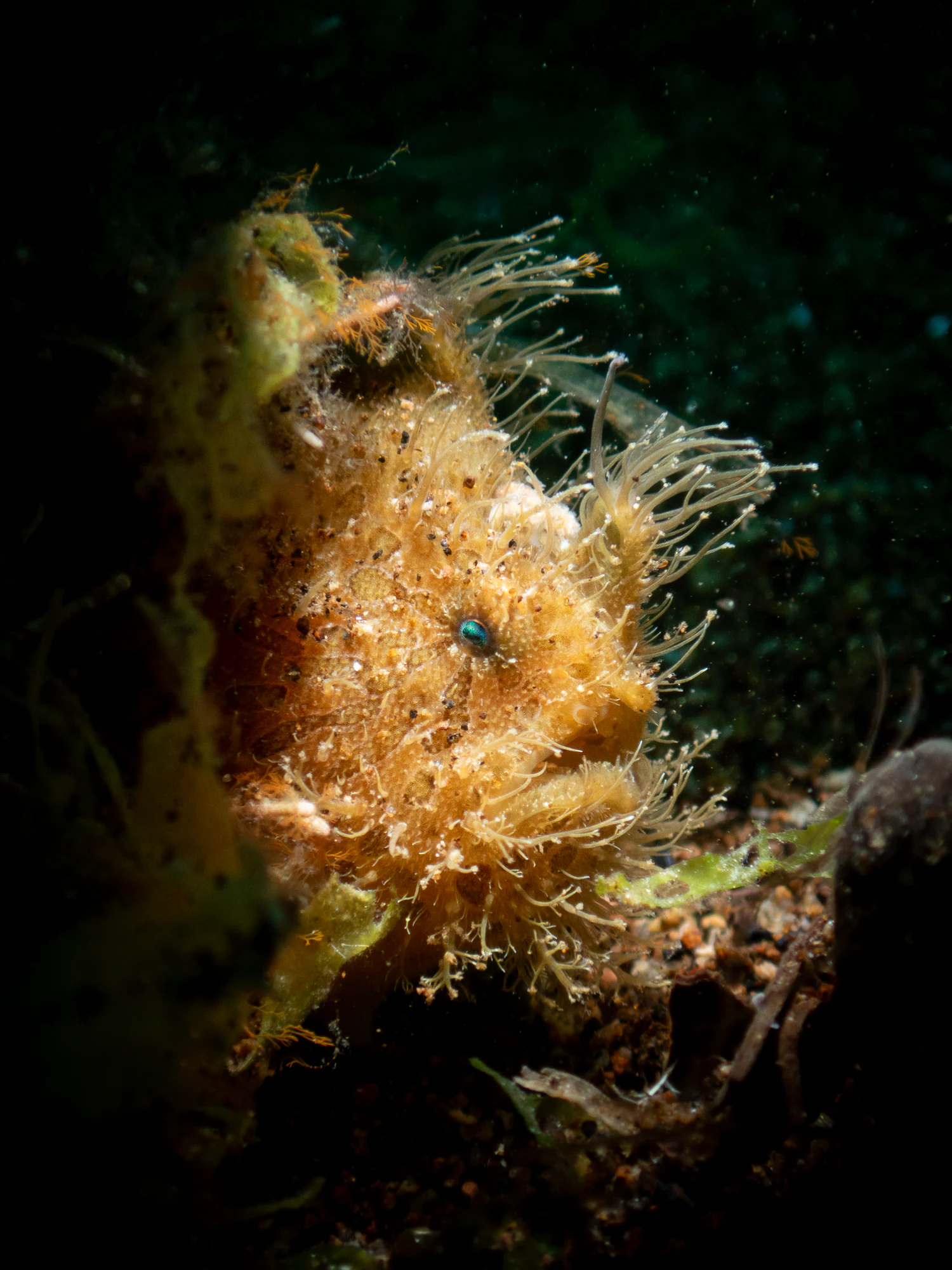 Hairy frogfish on a Dauin muck dive