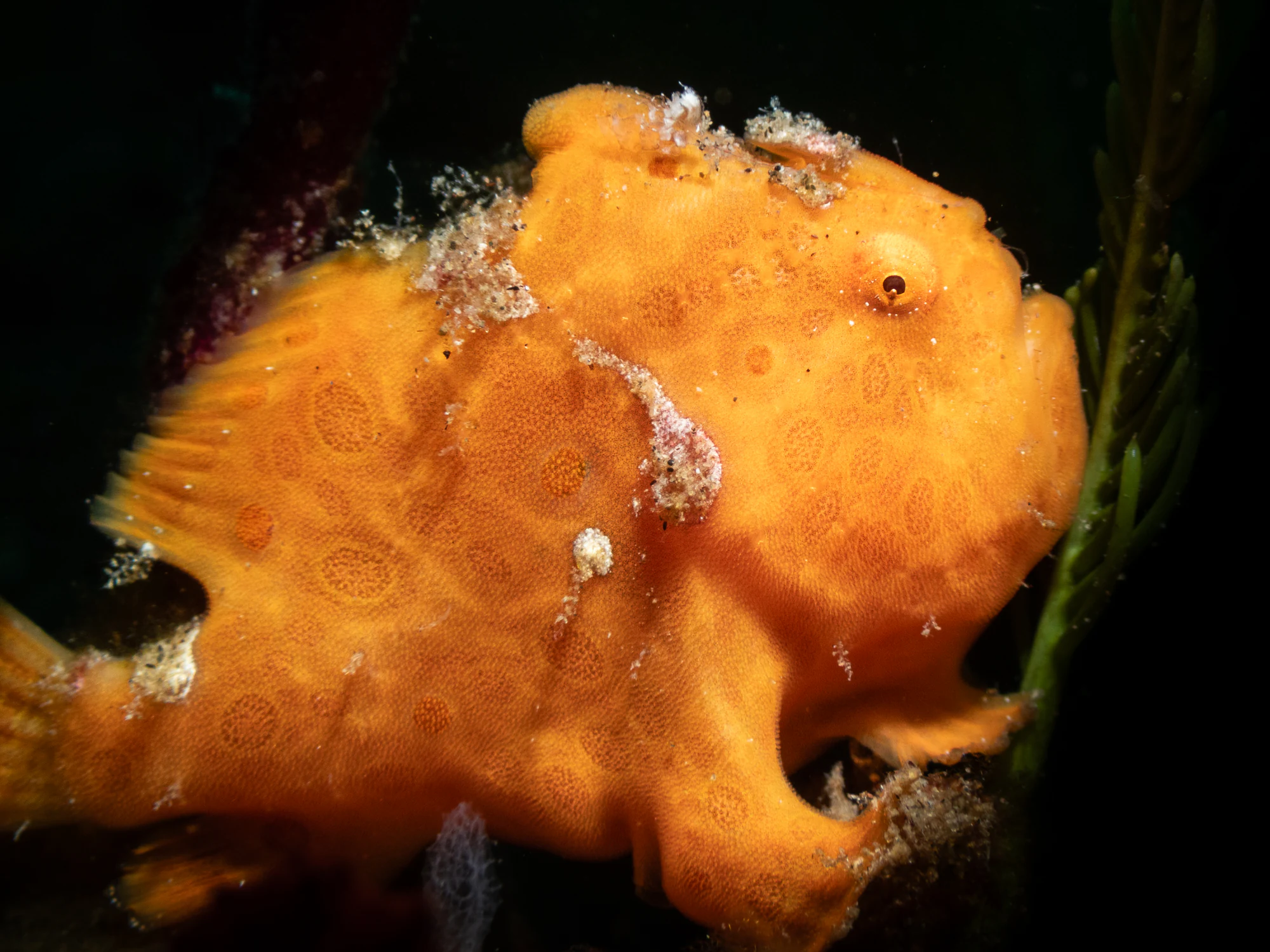 Orange painted frogfish on a Dauin muck dive