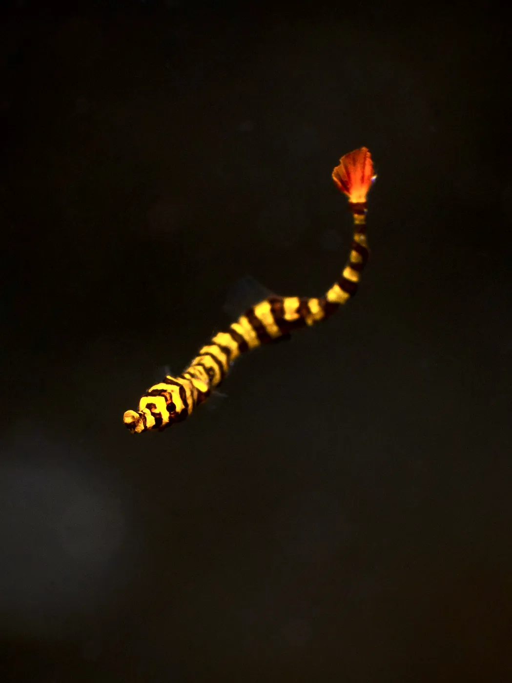 Banded pipefish swimming over the sand in Dauin