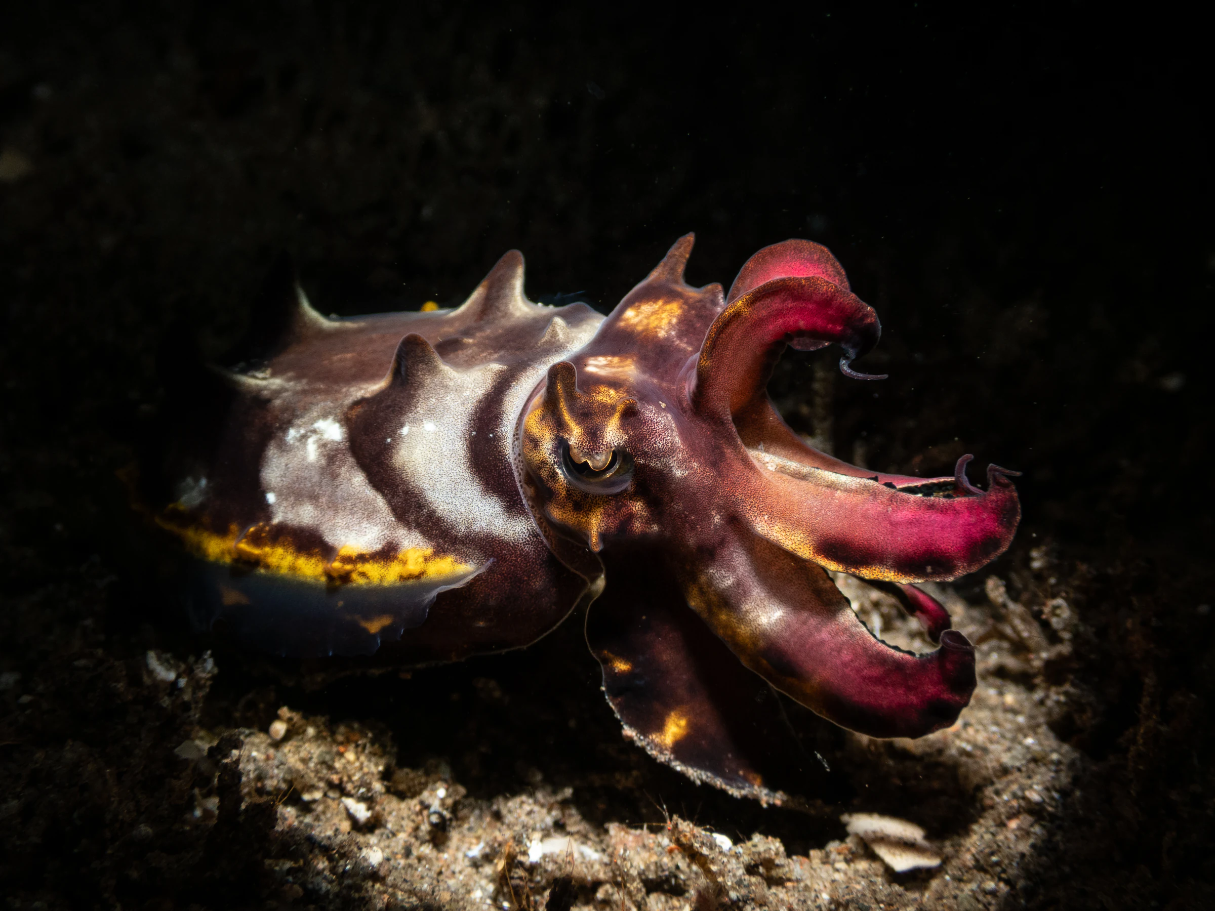 Flamboyant cuttlefish on the black sand in Dauin, Negros Oriental
