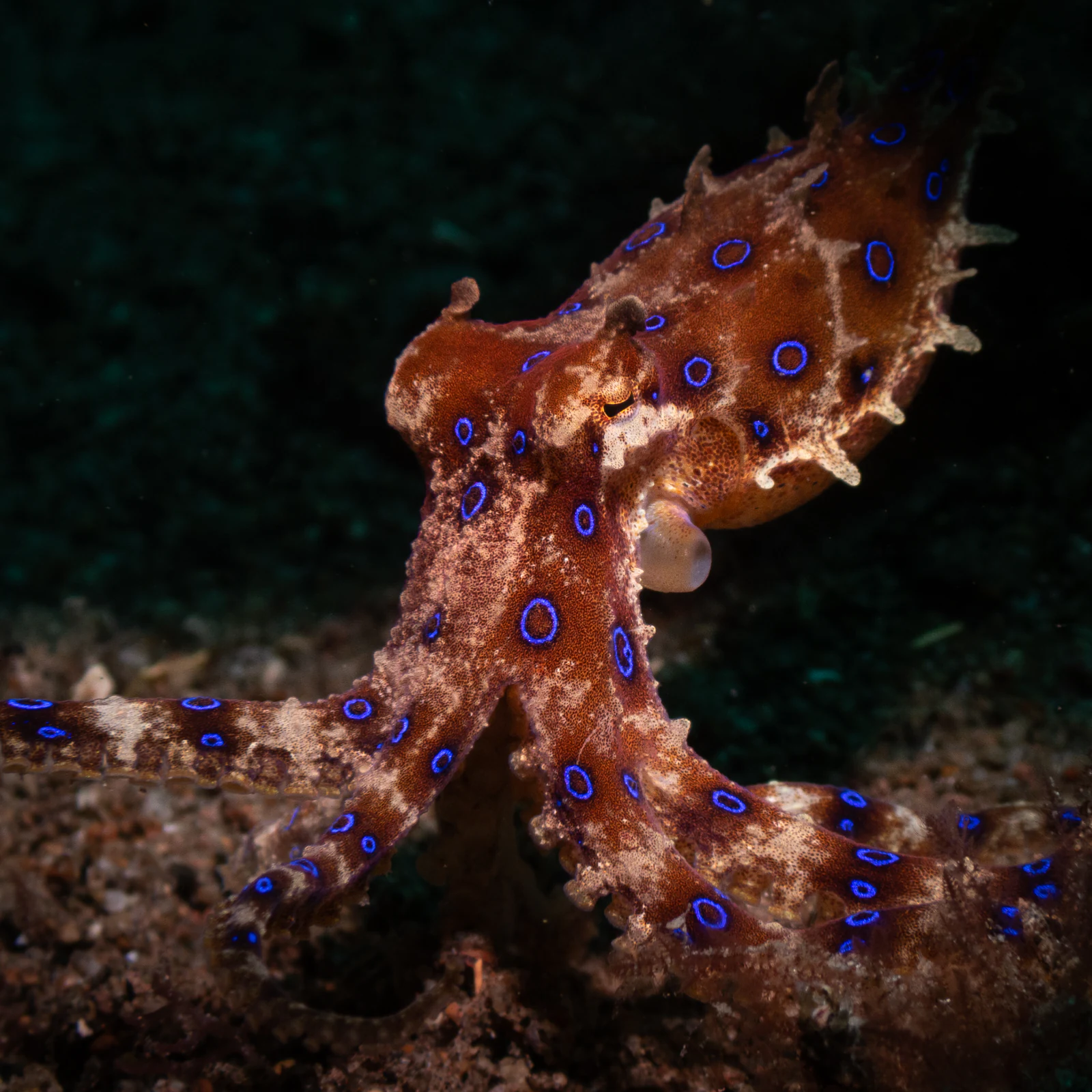 Blue-ringed octopus on the sand in Dauin