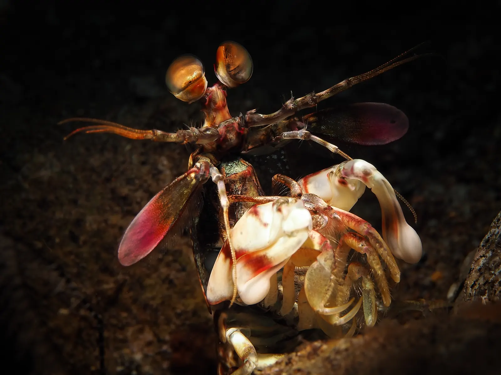 Mantis shrimp facing the camera on the seabed in Dauin