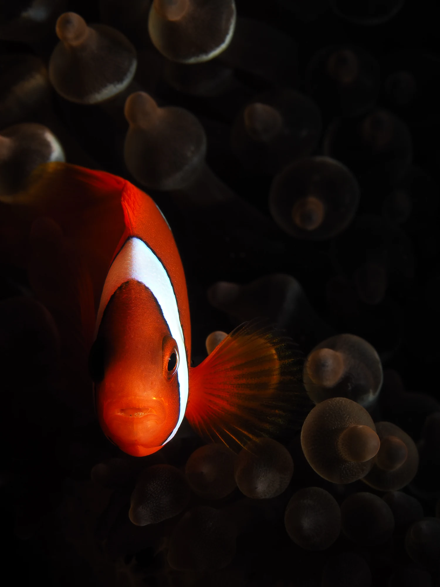 Clownfish sheltering in its anemone on a Philippine reef