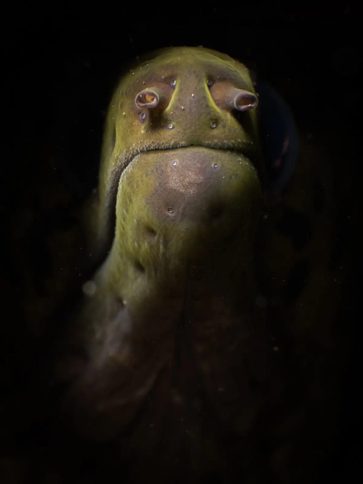 Moray eel looking out from a dark crevice in Dauin