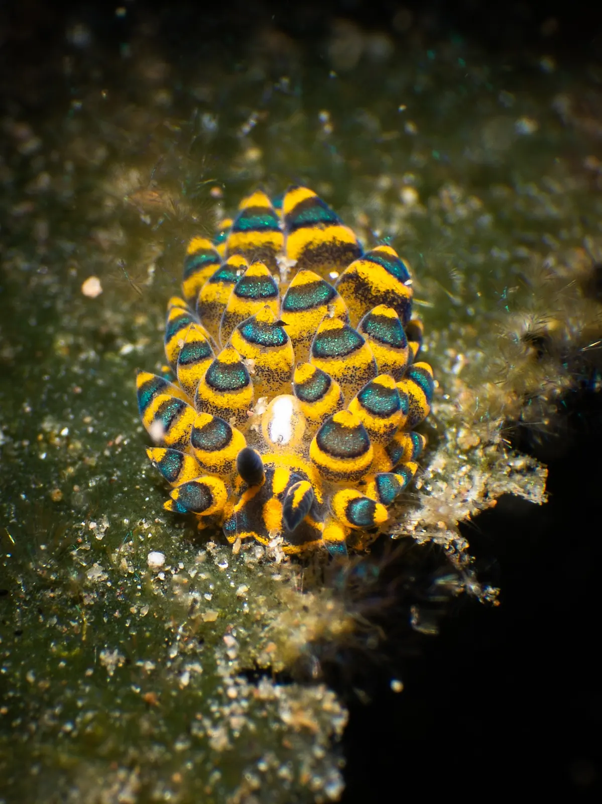 Yellow and blue patterned nudibranch on the seabed in Dauin