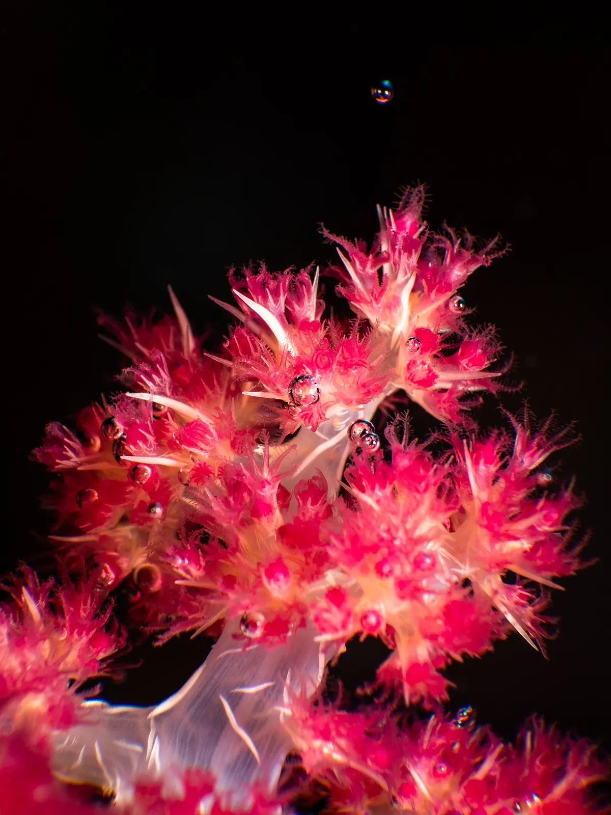 Bright pink soft coral photographed against a dark background in Dauin