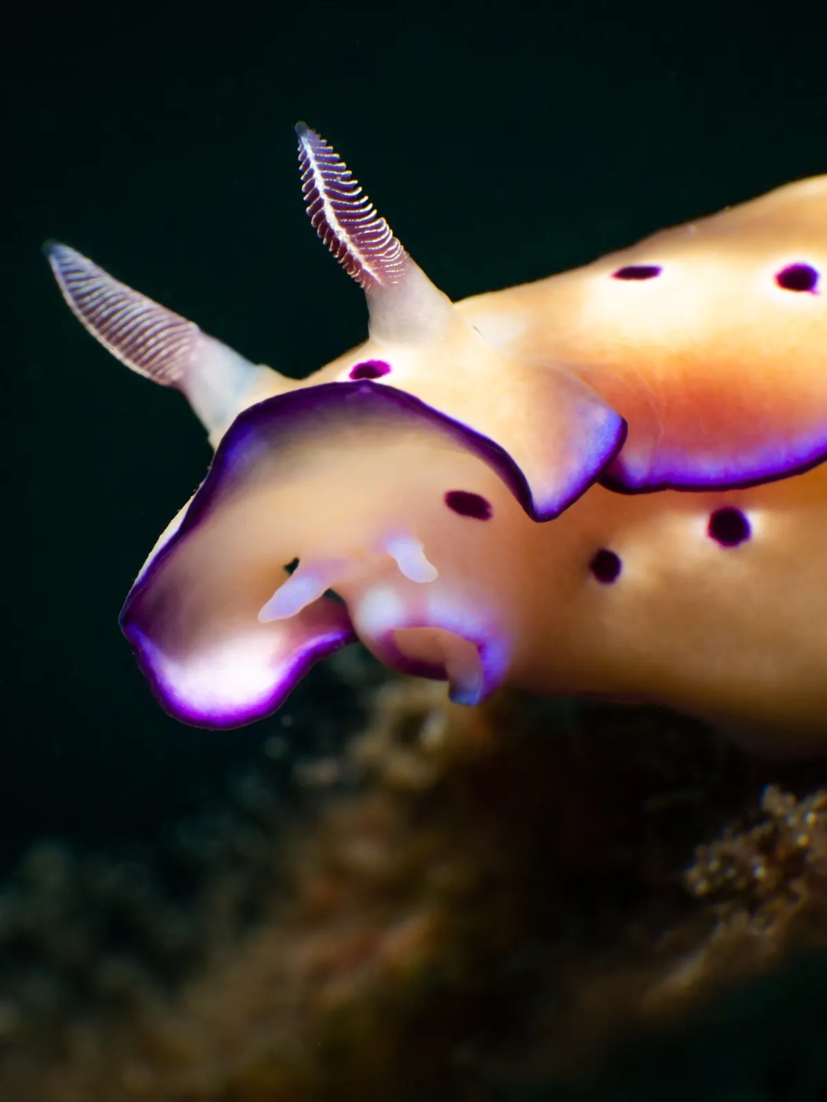 Purple-spotted nudibranch crawling across the seabed in Dauin