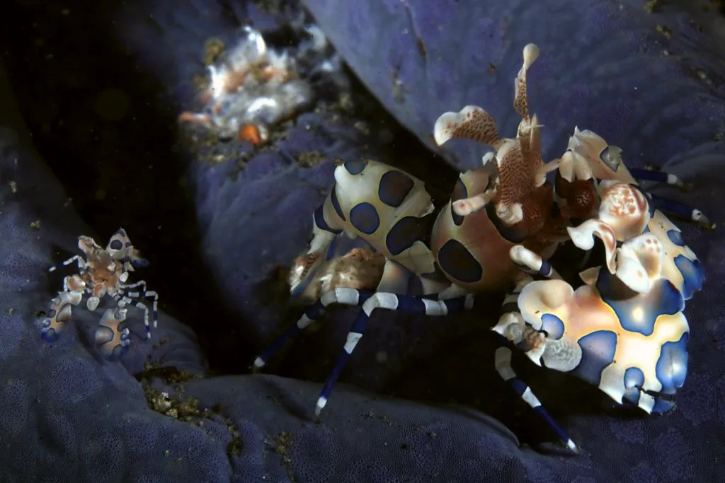 Pair of harlequin shrimp on a Dauin dive
