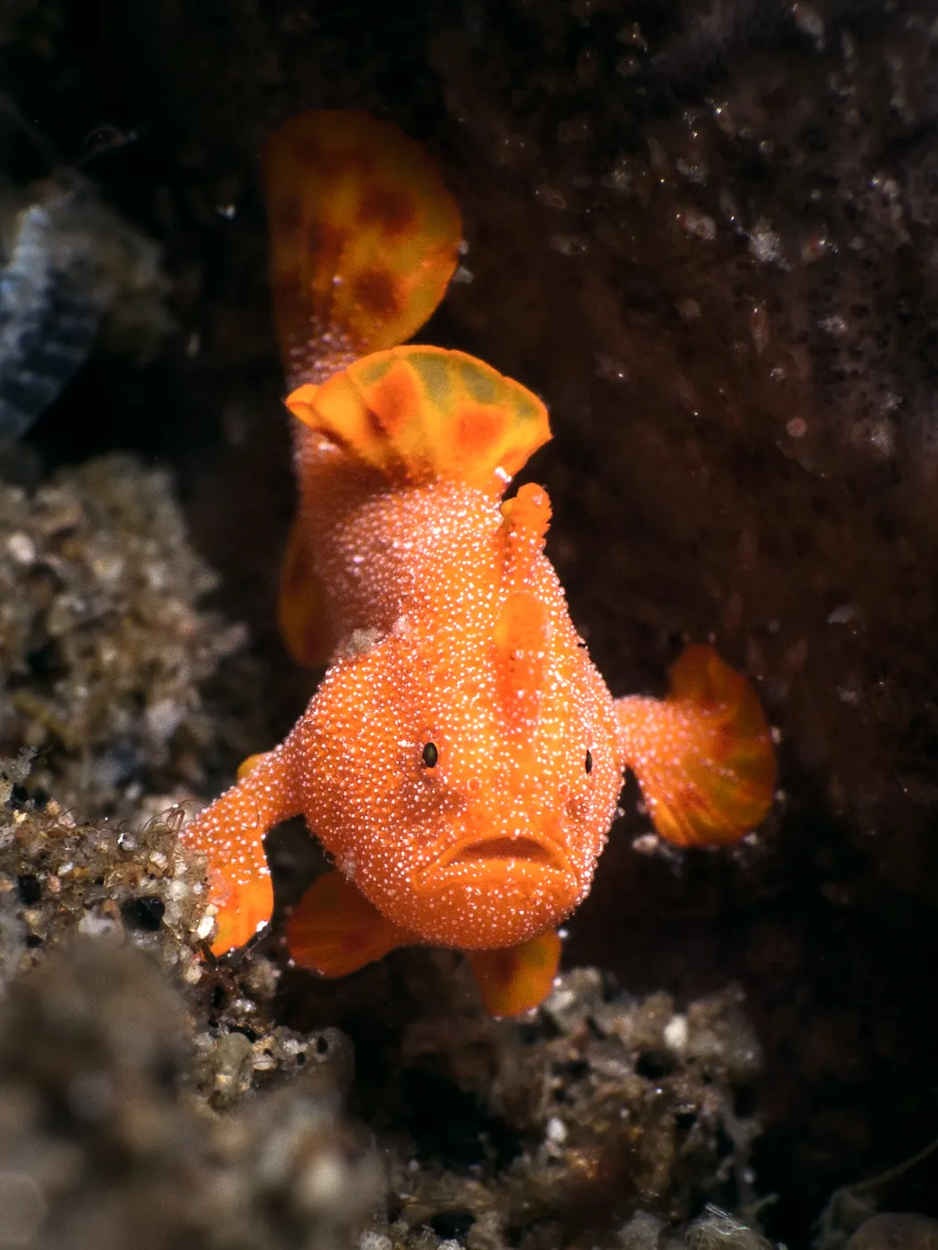Orange frogfish on a Dauin muck dive