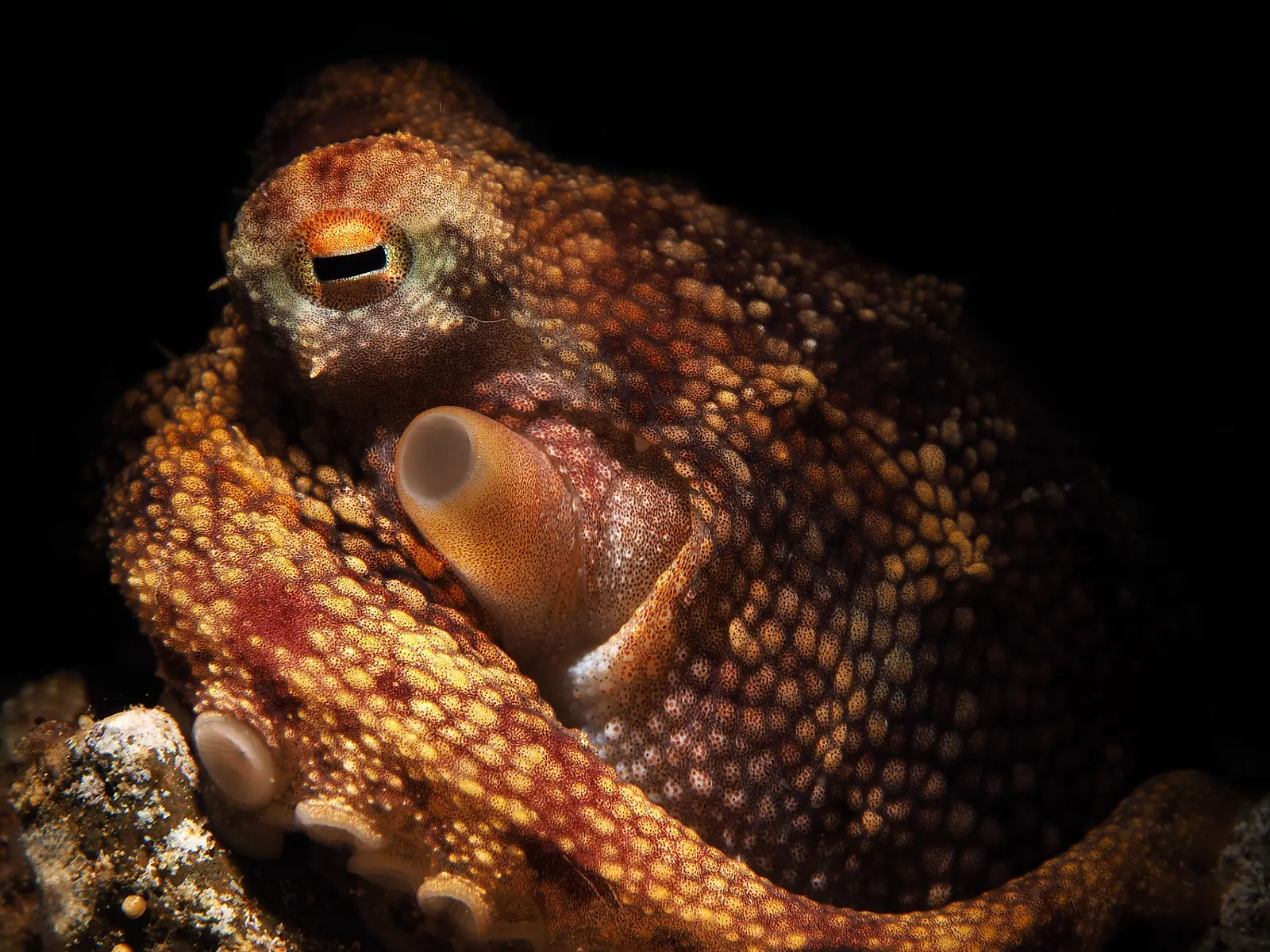 Close portrait of an octopus peering out of the seabed in Dauin