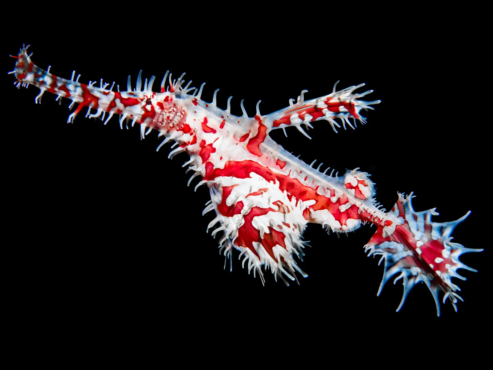 Ornate ghost pipefish with spiny fins against a black background in Dauin