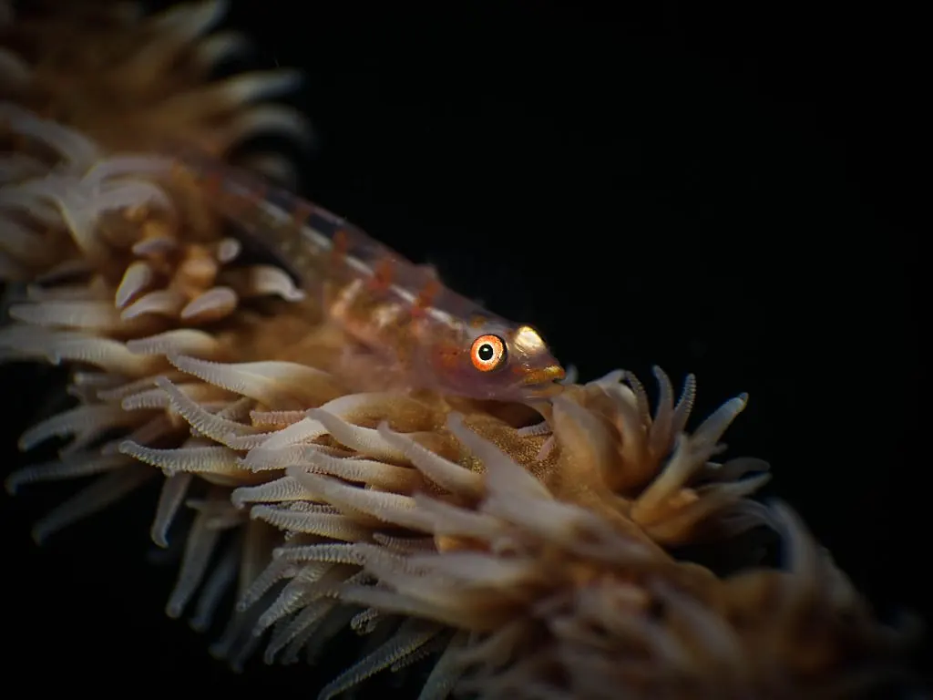 Small fish resting among soft coral polyps underwater