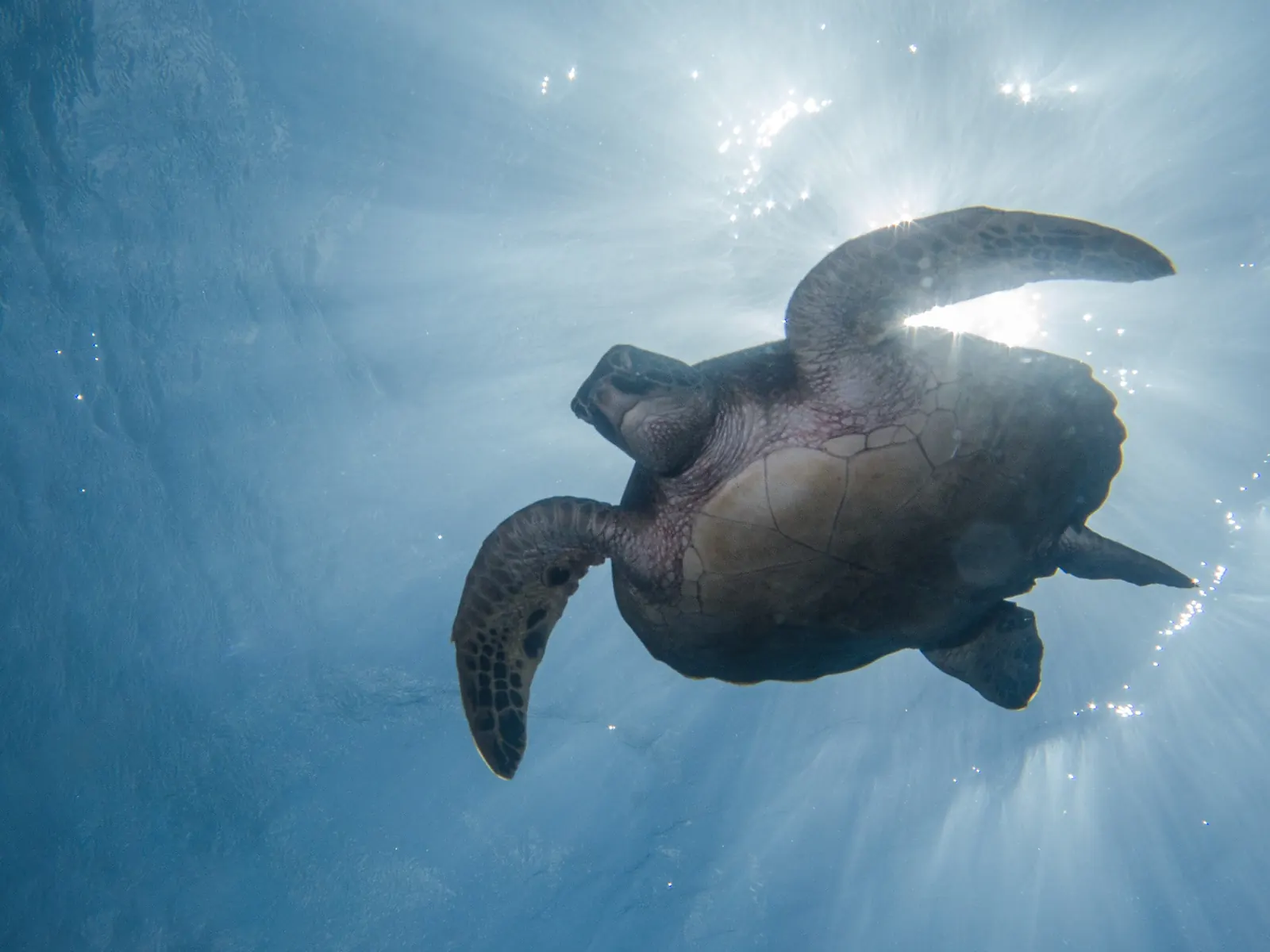 Sea turtle swimming beneath the sunlit surface in the Philippines