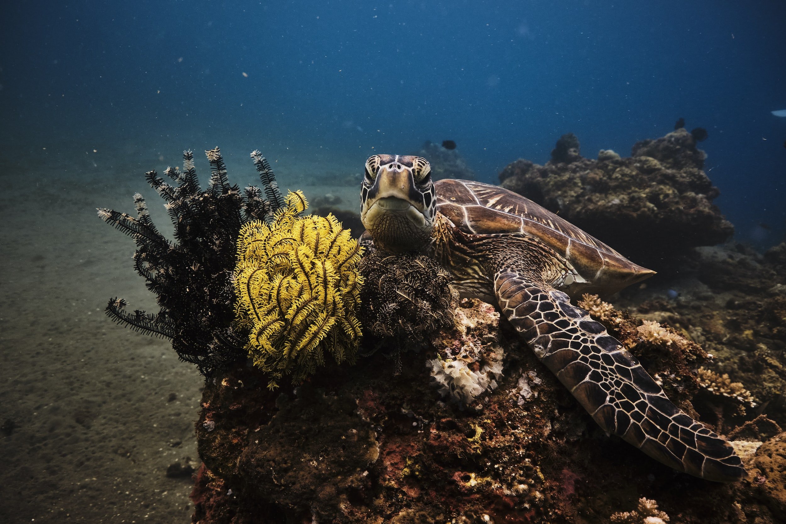 Green sea turtle resting on the reef beside a feather star