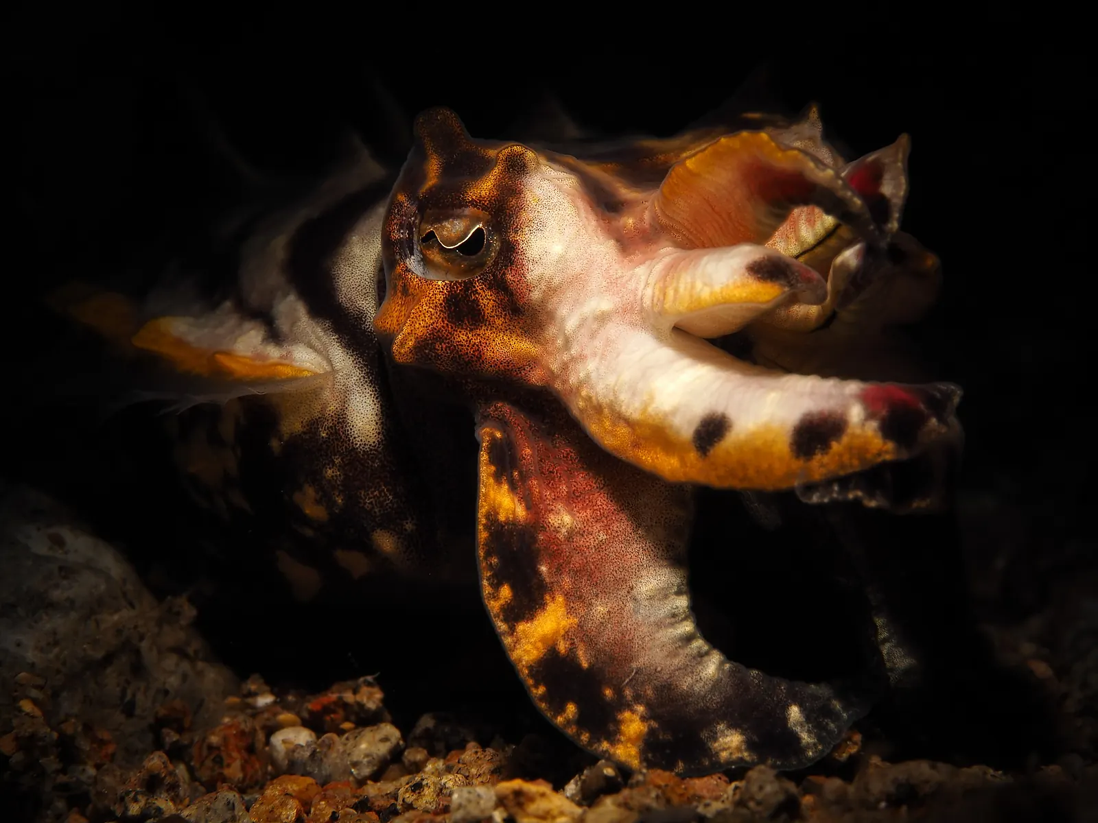 Flamboyant cuttlefish in Dauin