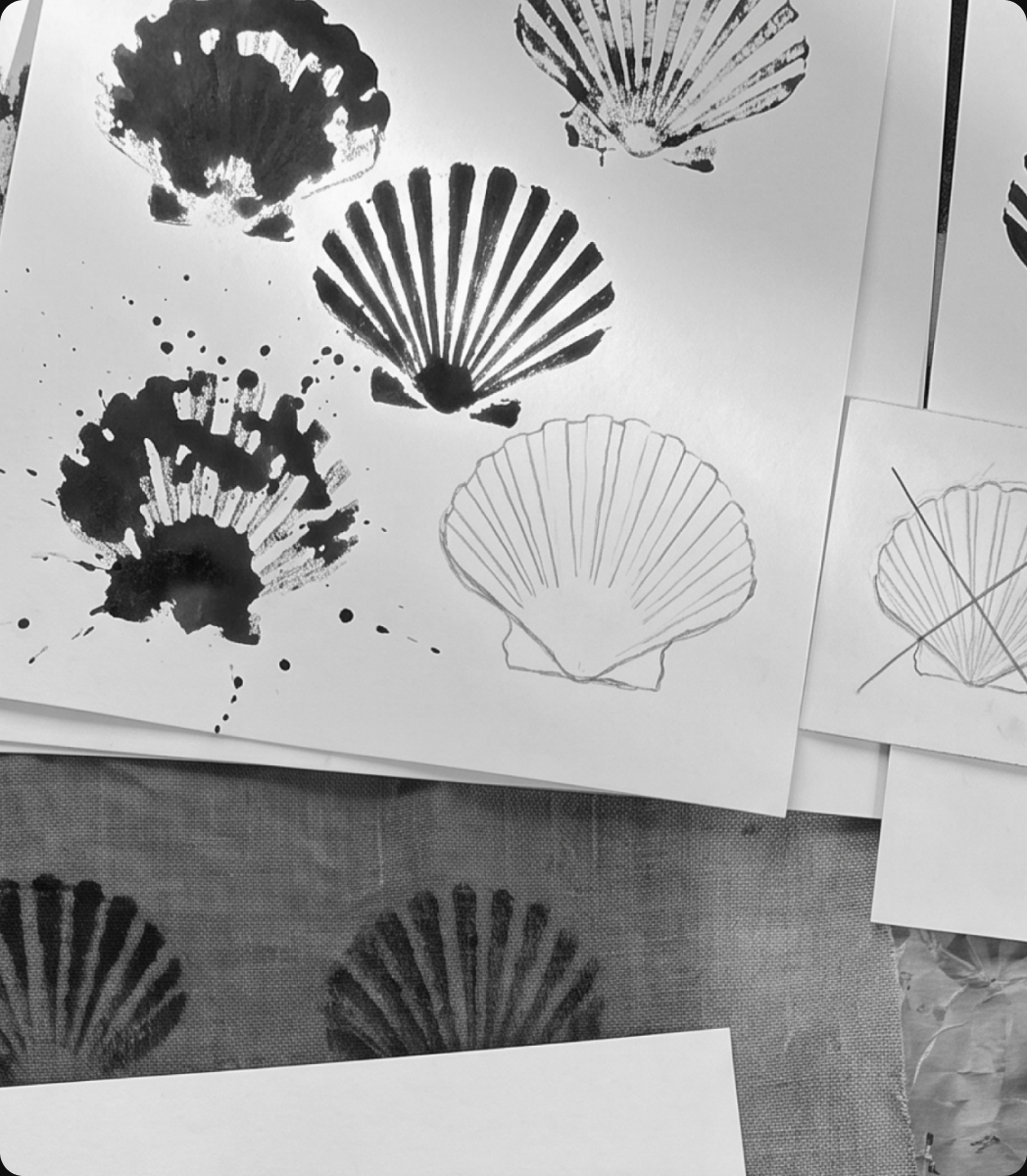 Shell illustration sketches