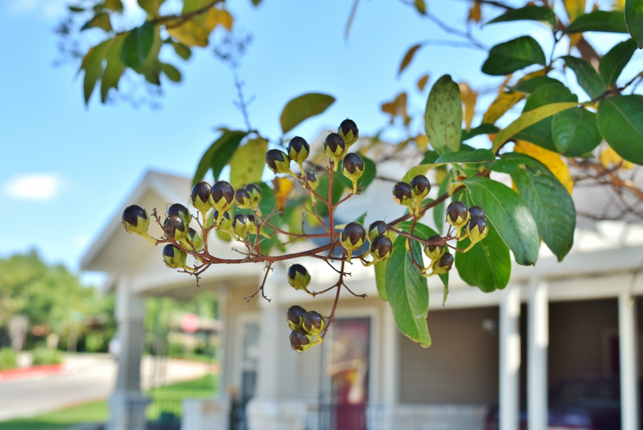 Plant and building behind