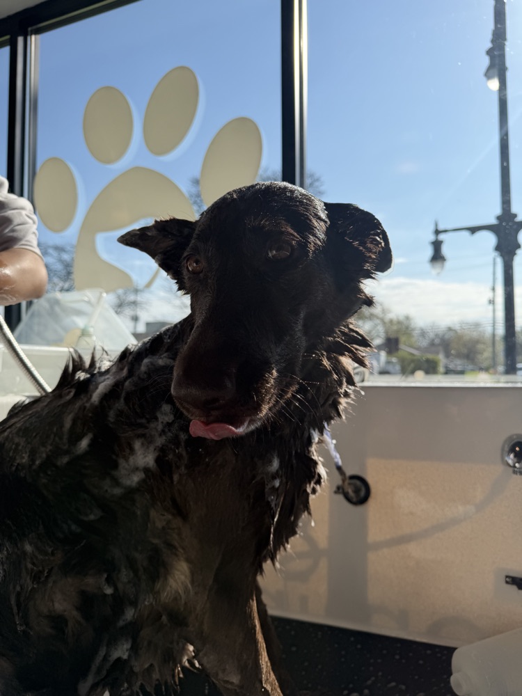 Pet groomed at All Paw Spa