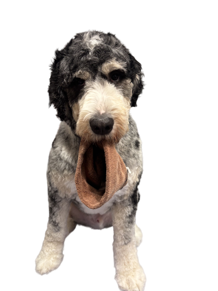 Dog after a bath and brush