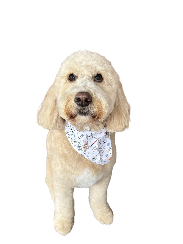 Dog after a full groom