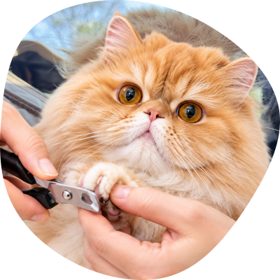 Nail trimming