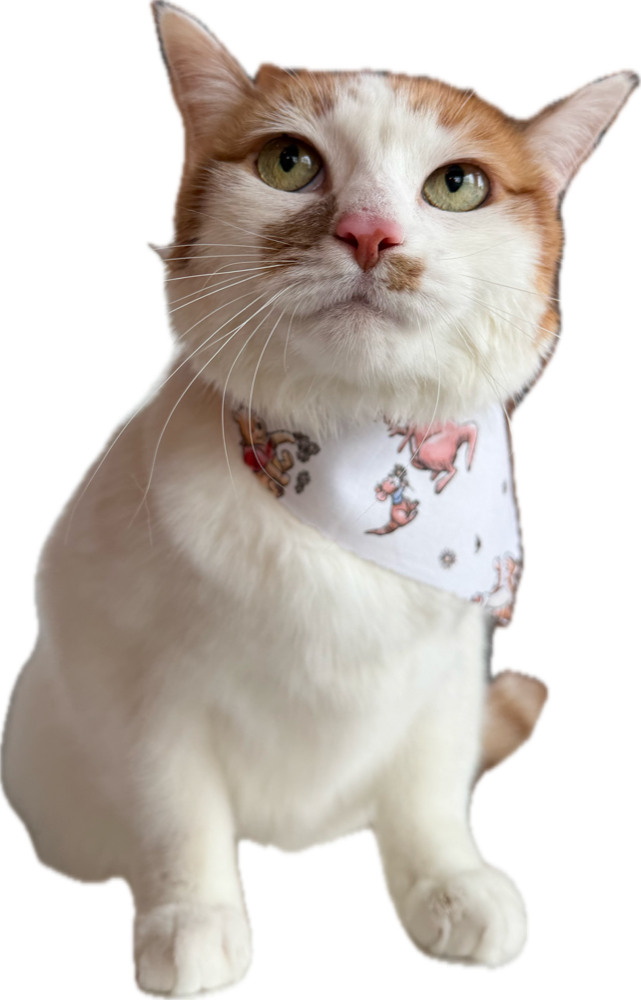 Cat after a bath and brush