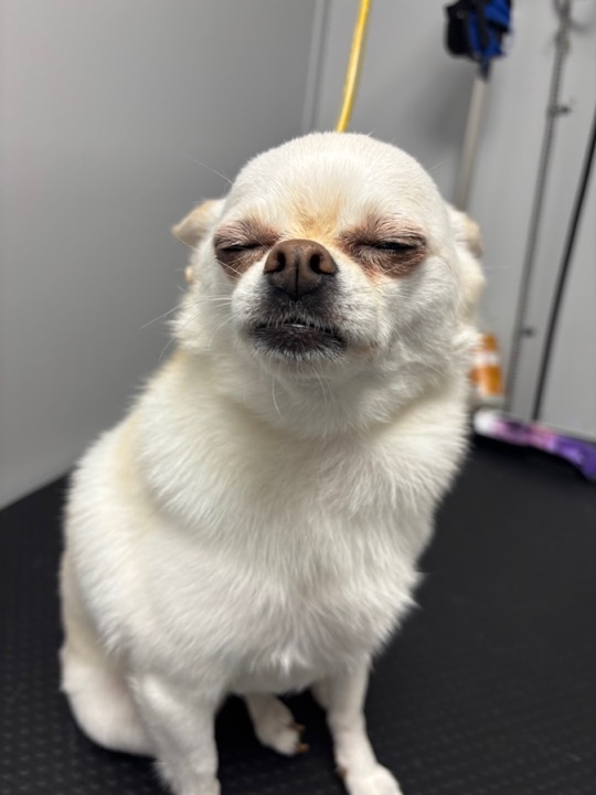 Freshly groomed pet at All Paw Spa