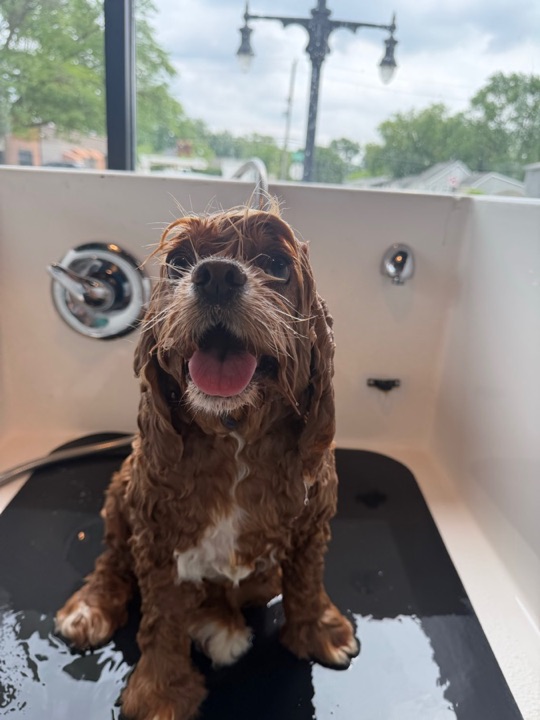 Freshly groomed pet at All Paw Spa