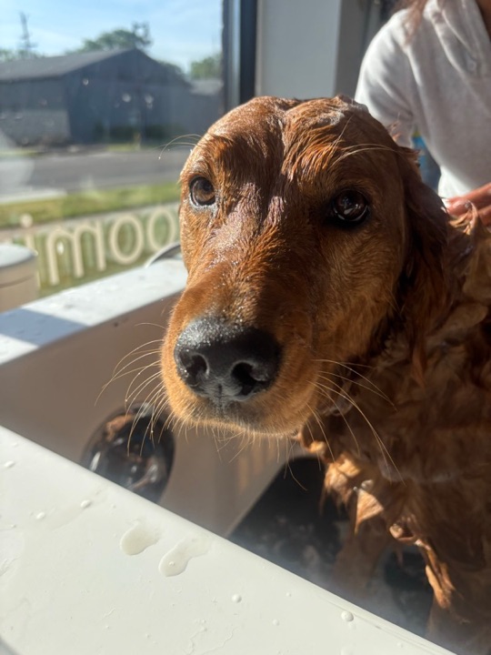 Freshly groomed pet at All Paw Spa