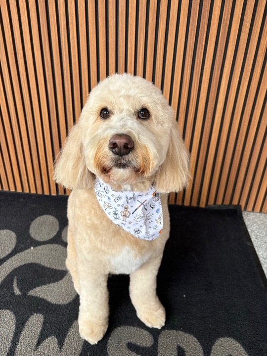 Freshly groomed pet at All Paw Spa