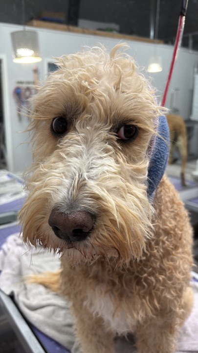 Freshly groomed pet at All Paw Spa