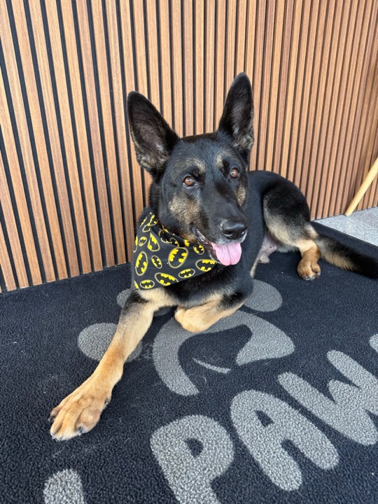 Freshly groomed pet at All Paw Spa