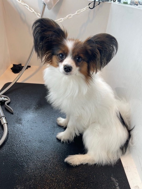 Freshly groomed pet at All Paw Spa
