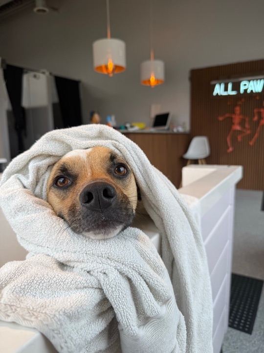 Freshly groomed pet at All Paw Spa