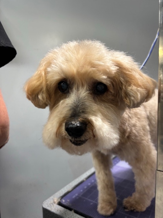 Freshly groomed pet at All Paw Spa