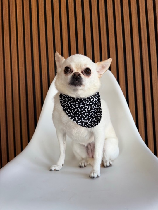 Freshly groomed pet at All Paw Spa