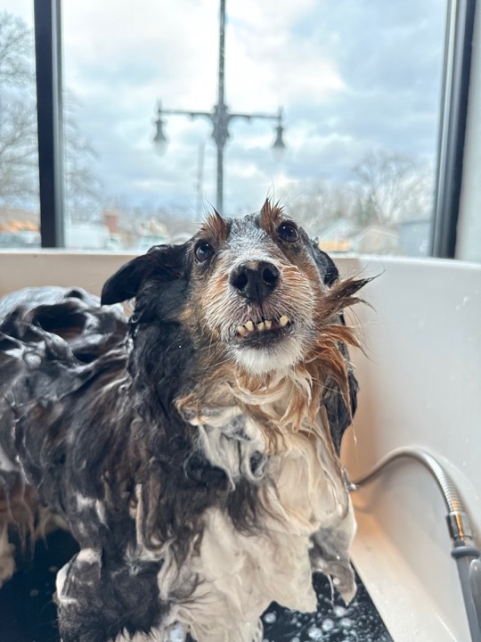 Freshly groomed pet at All Paw Spa