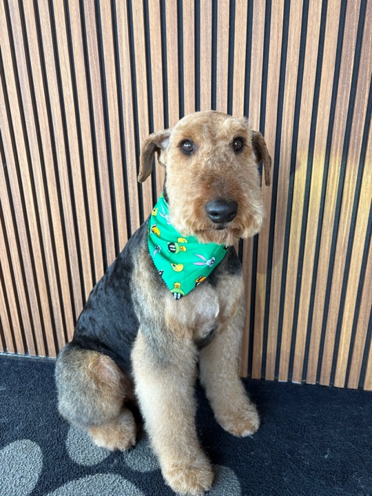 Freshly groomed pet at All Paw Spa
